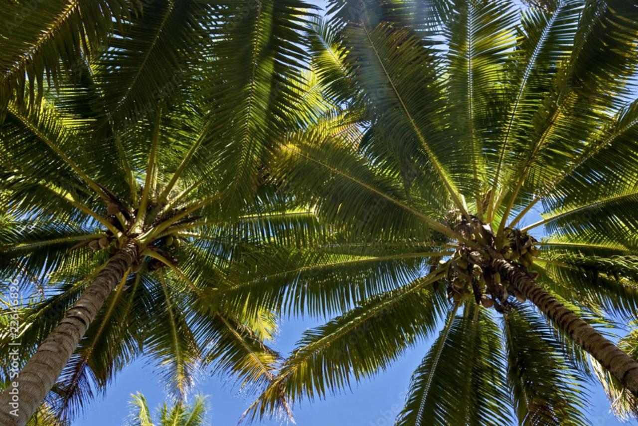 Raiatea - Studio Tenape Tevaitoa Zewnętrze zdjęcie